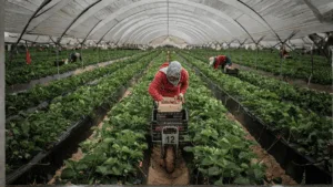 4244 عاملة موسمية مغربية تشارك في جني الفراولة بهويلفا الإسبانية